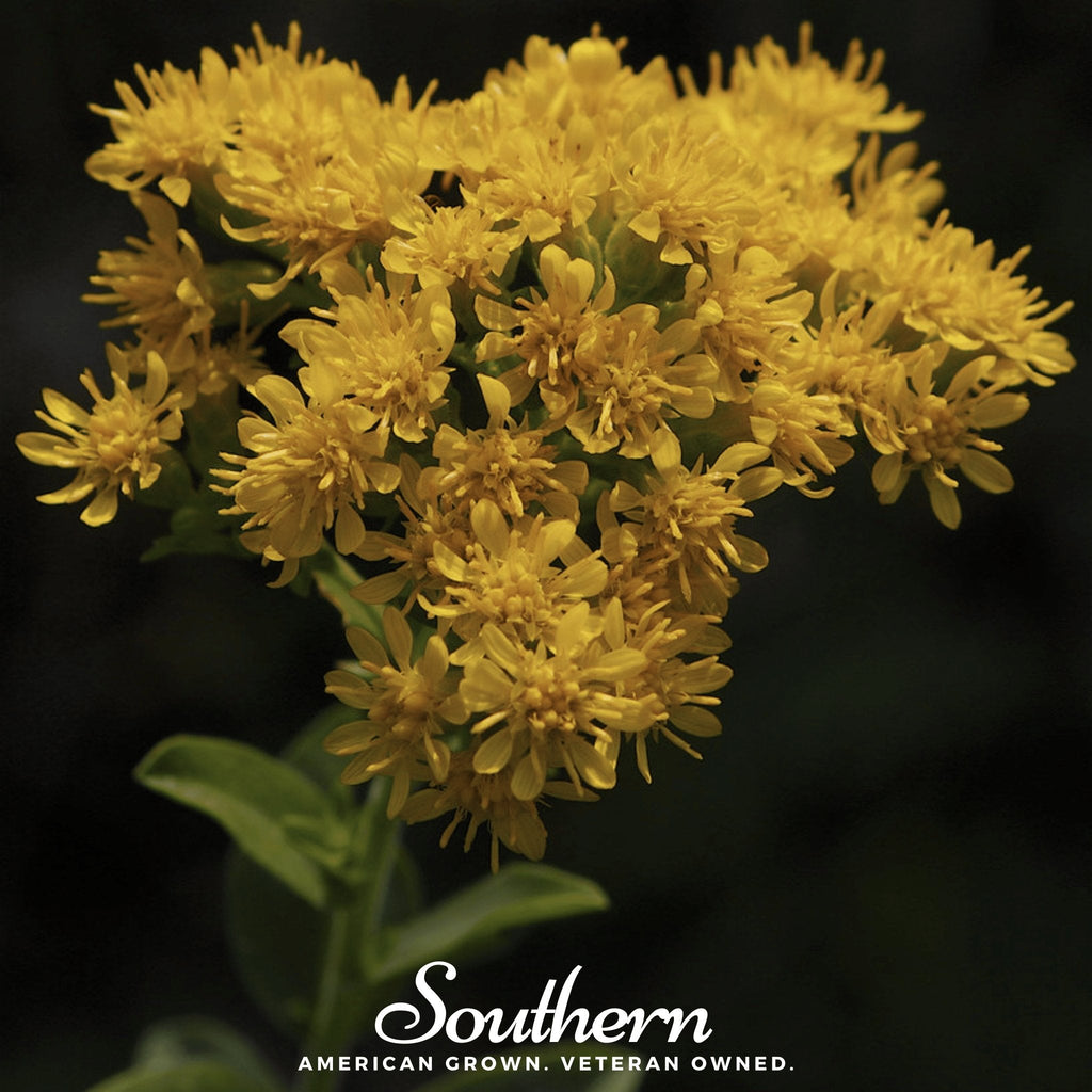 Stiff Goldenrod – 100 Seeds Southern Seeds