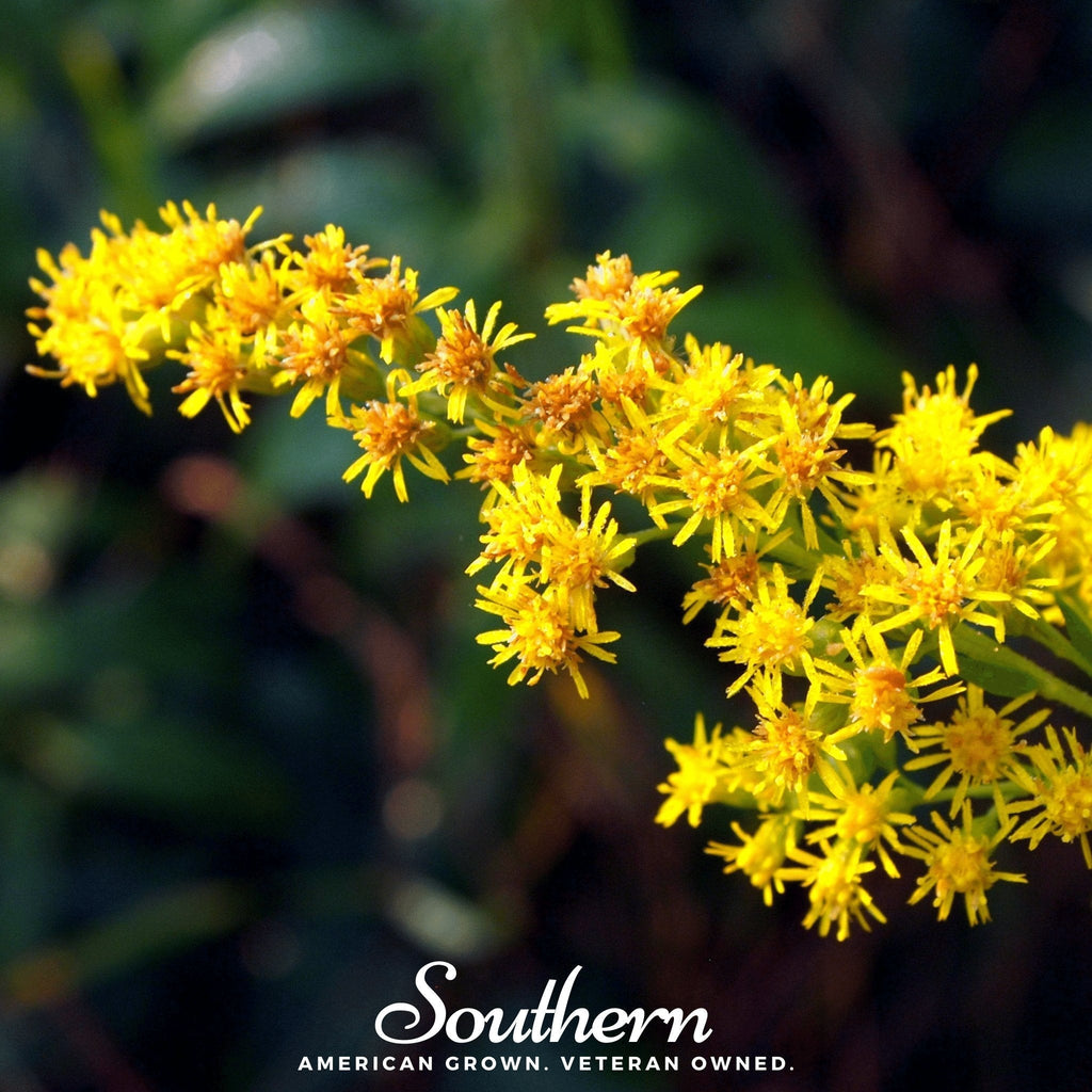 Stiff Goldenrod – 100 Seeds Southern Seeds