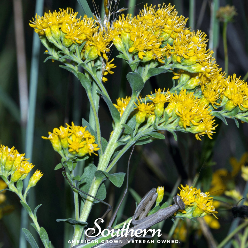 Stiff Goldenrod – 100 Seeds Southern Seeds
