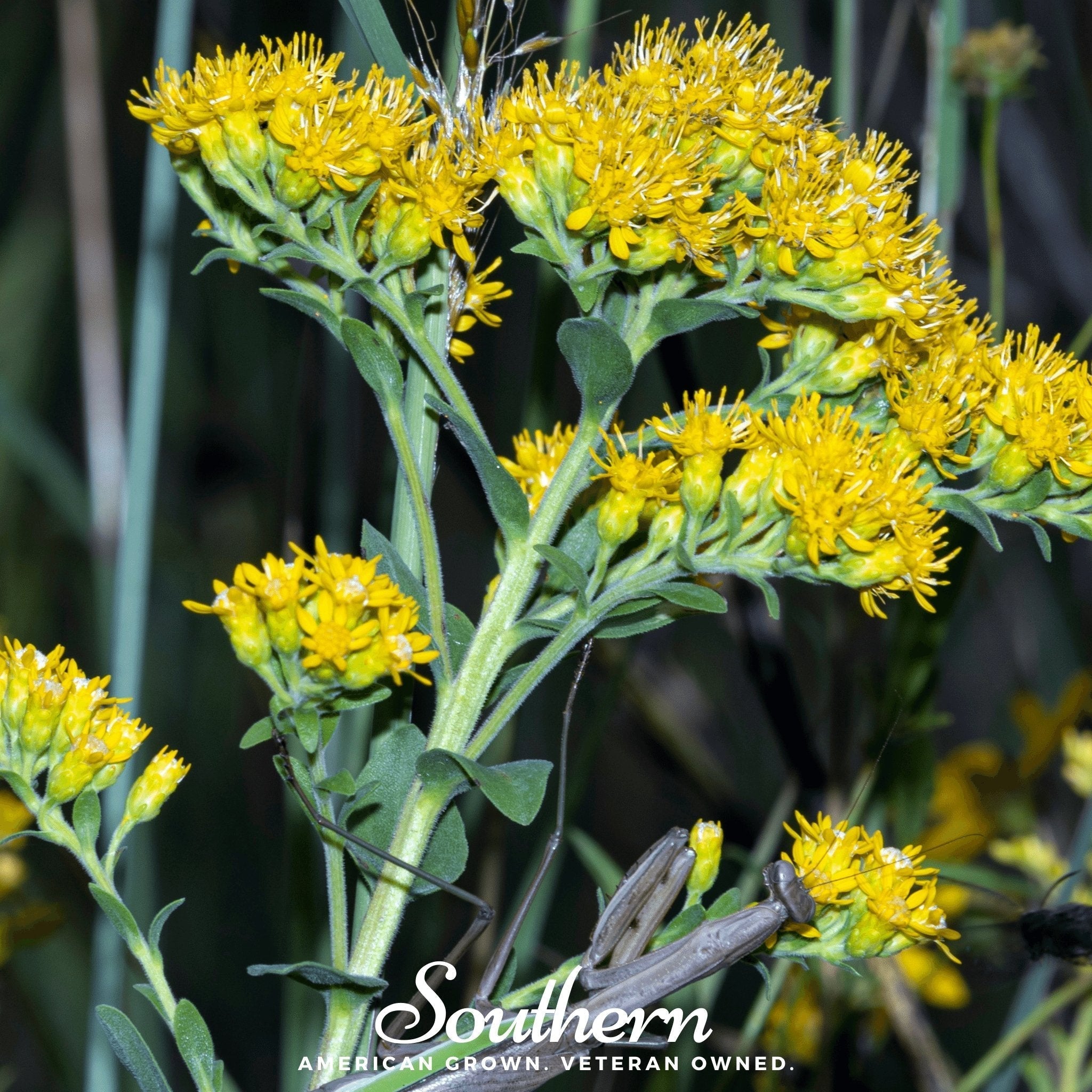 Stiff Goldenrod – 100 Seeds Southern Seeds