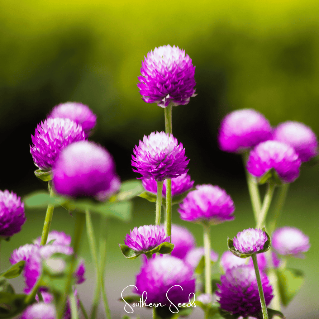 Globosa Mix Gomphrena – 50 Seeds Southern Seeds
