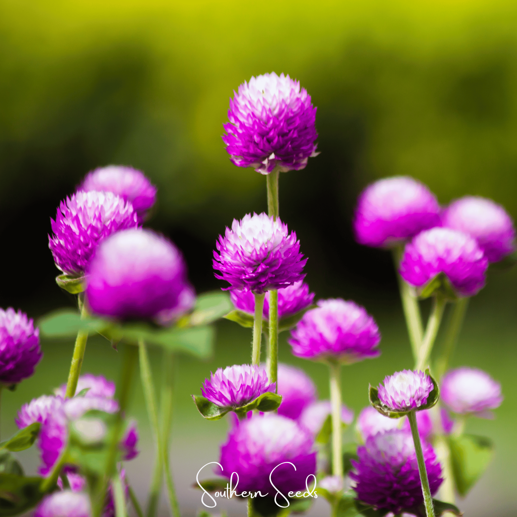 Globosa Mix Gomphrena – 50 Seeds Southern Seeds