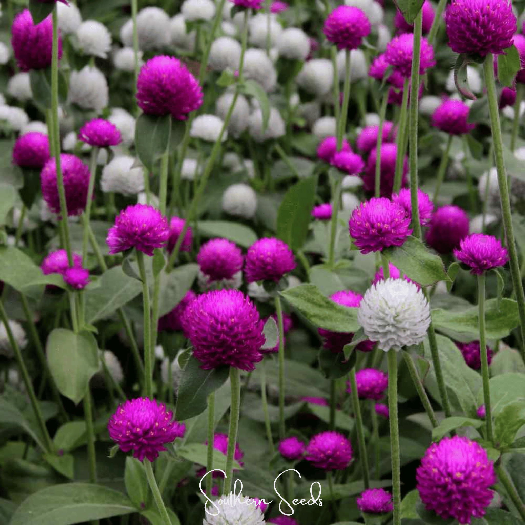 Globosa Mix Gomphrena – 50 Seeds Southern Seeds