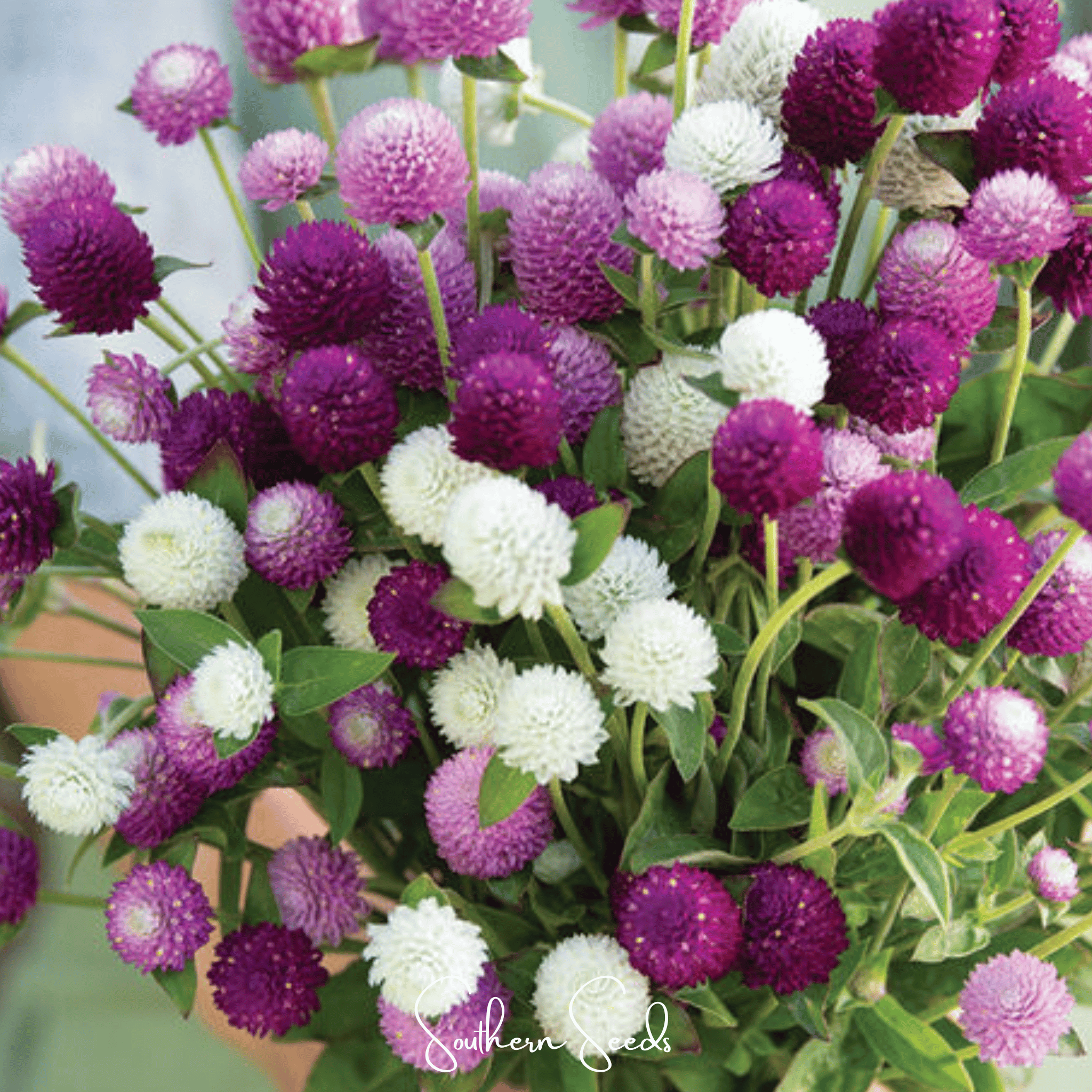 Globosa Mix Gomphrena – 50 Seeds Southern Seeds