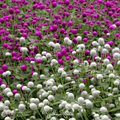 Globosa Mix Gomphrena – 50 Seeds Southern Seeds