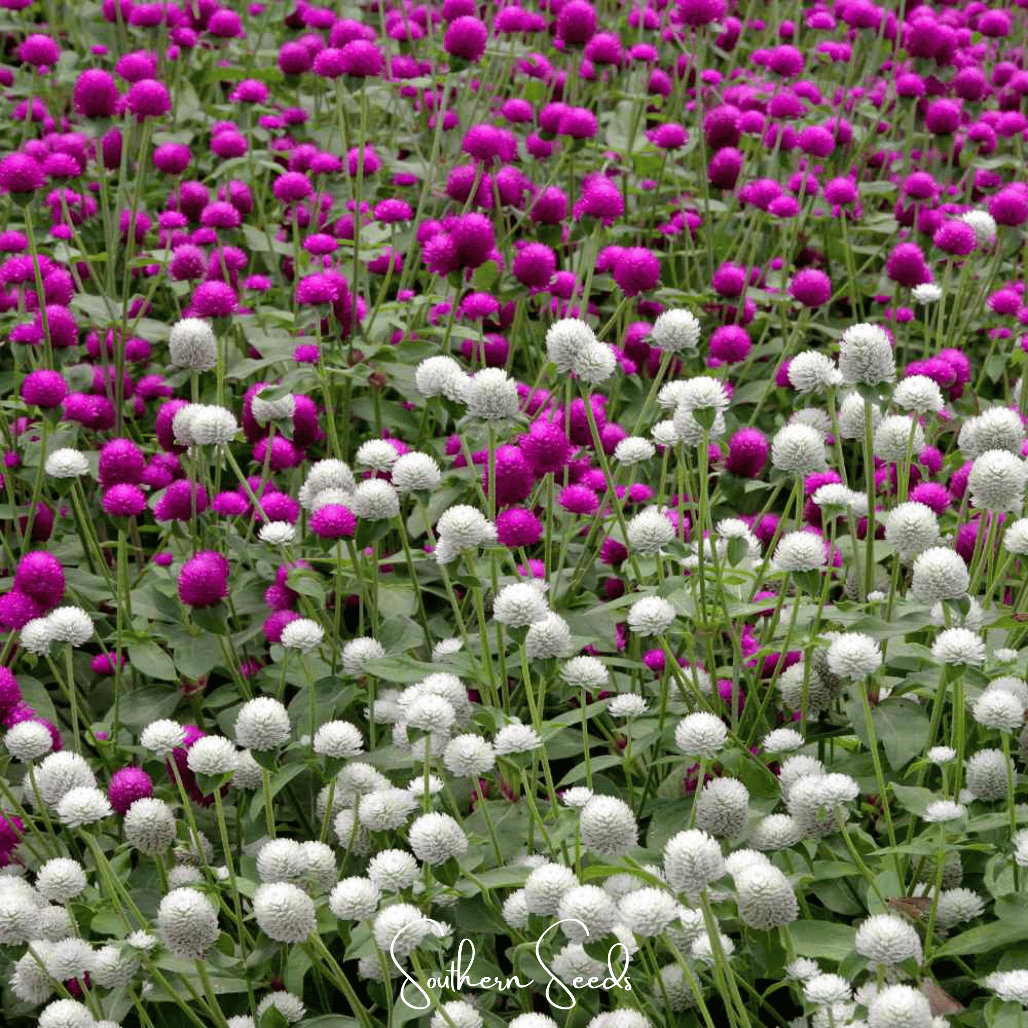Globosa Mix Gomphrena – 50 Seeds Southern Seeds