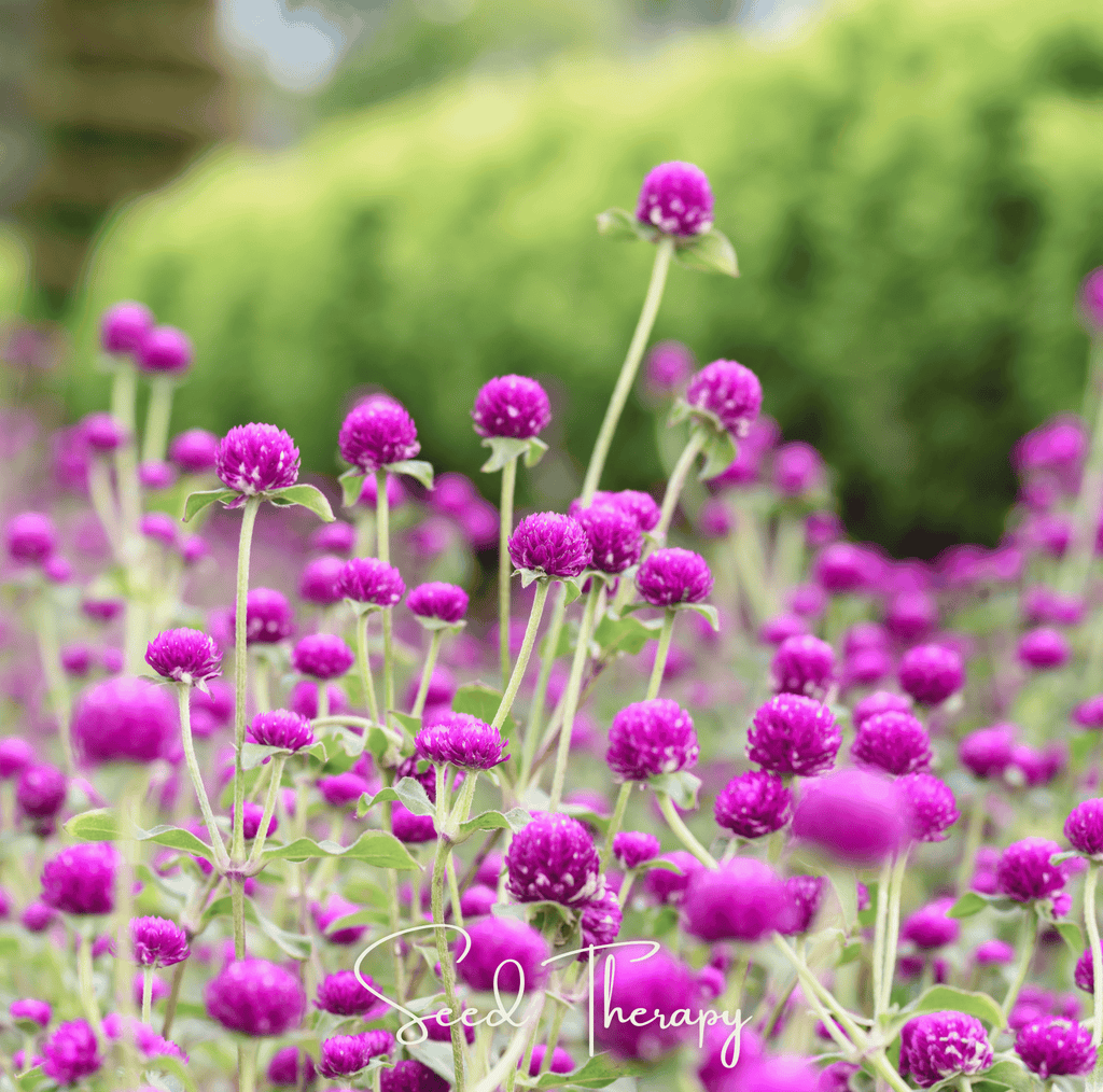 Purple Globosa Gomphrena – 50 Seeds Southern Seeds