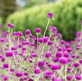 Purple Globosa Gomphrena – 50 Seeds Southern Seeds