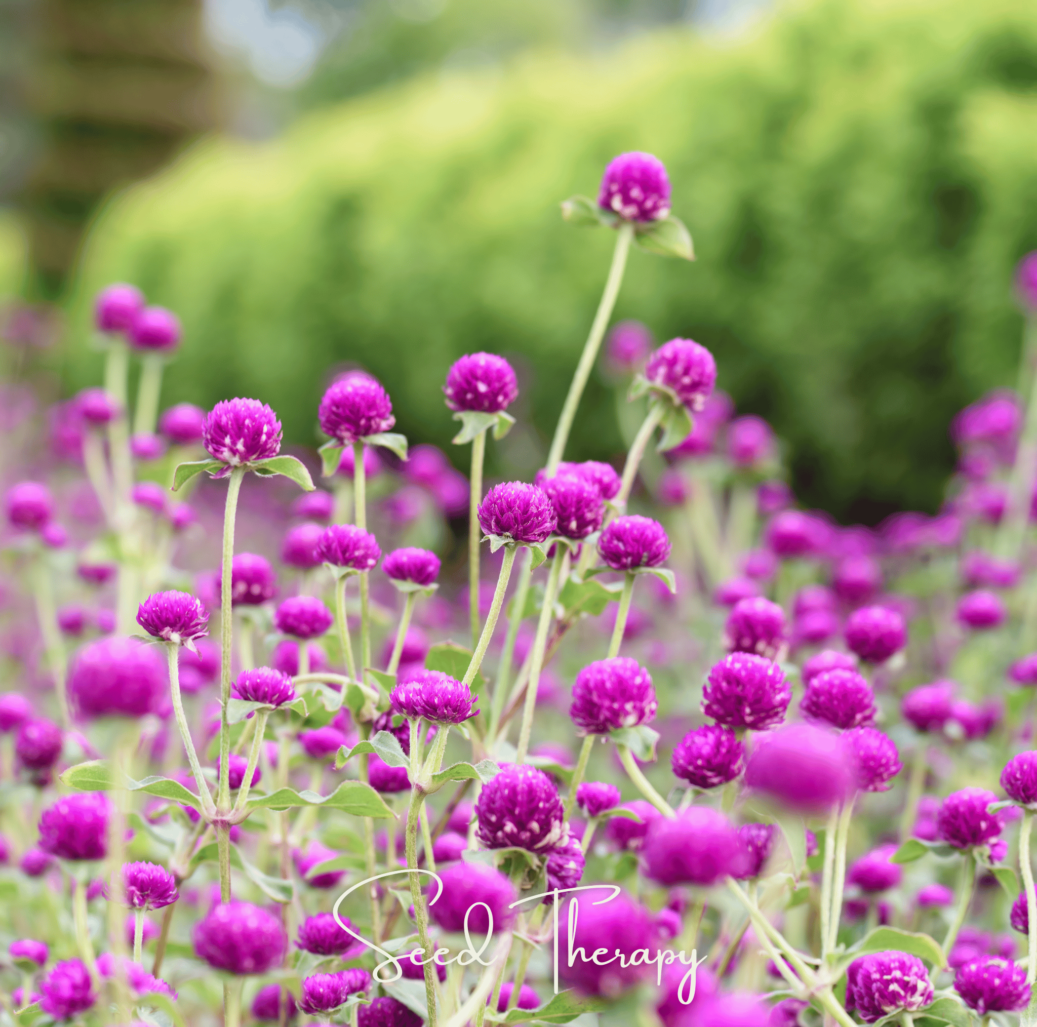 Purple Globosa Gomphrena – 50 Seeds Southern Seeds