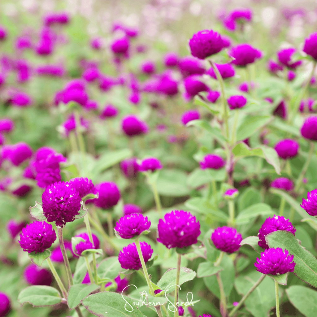 Purple Globosa Gomphrena – 50 Seeds Southern Seeds