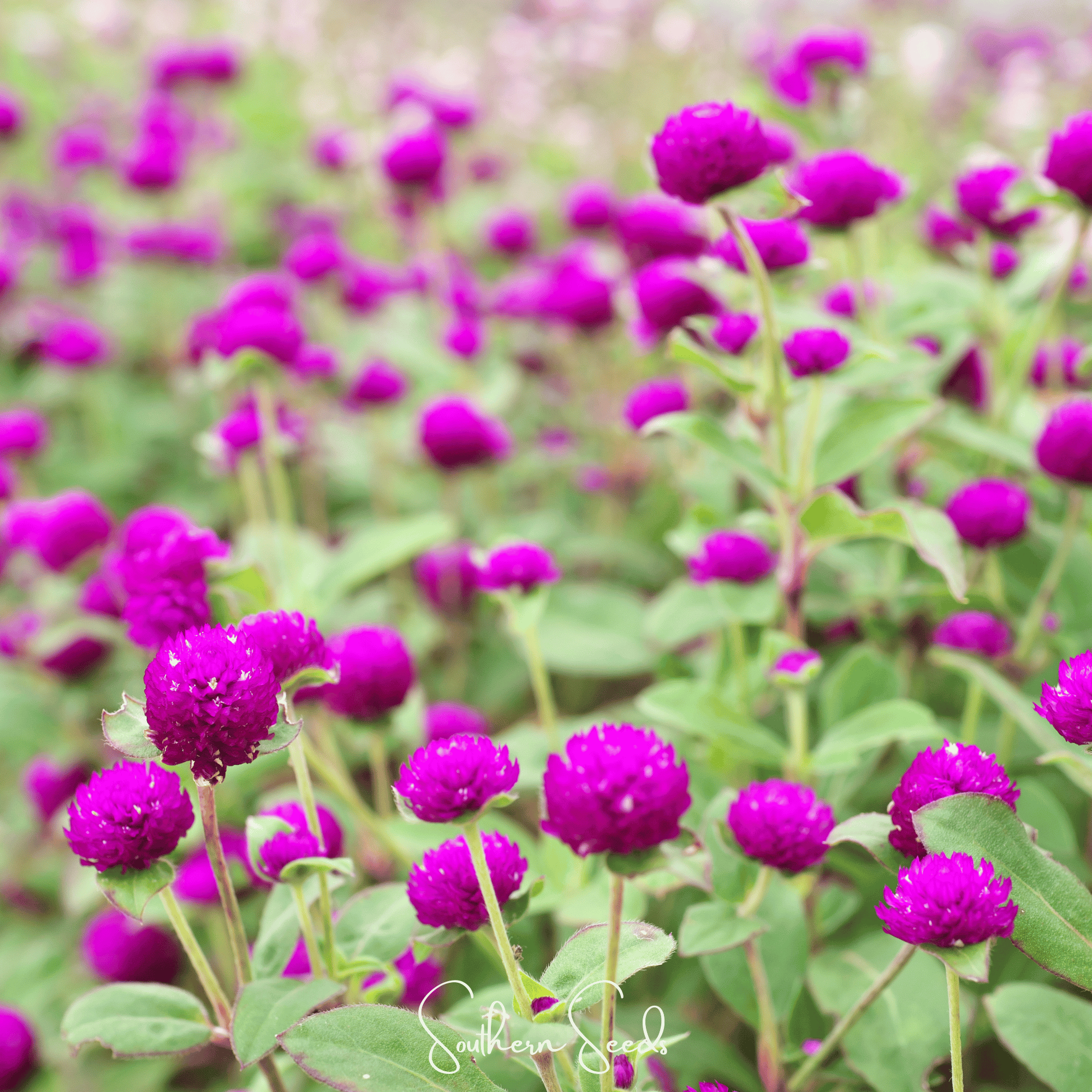 Purple Globosa Gomphrena – 50 Seeds Southern Seeds