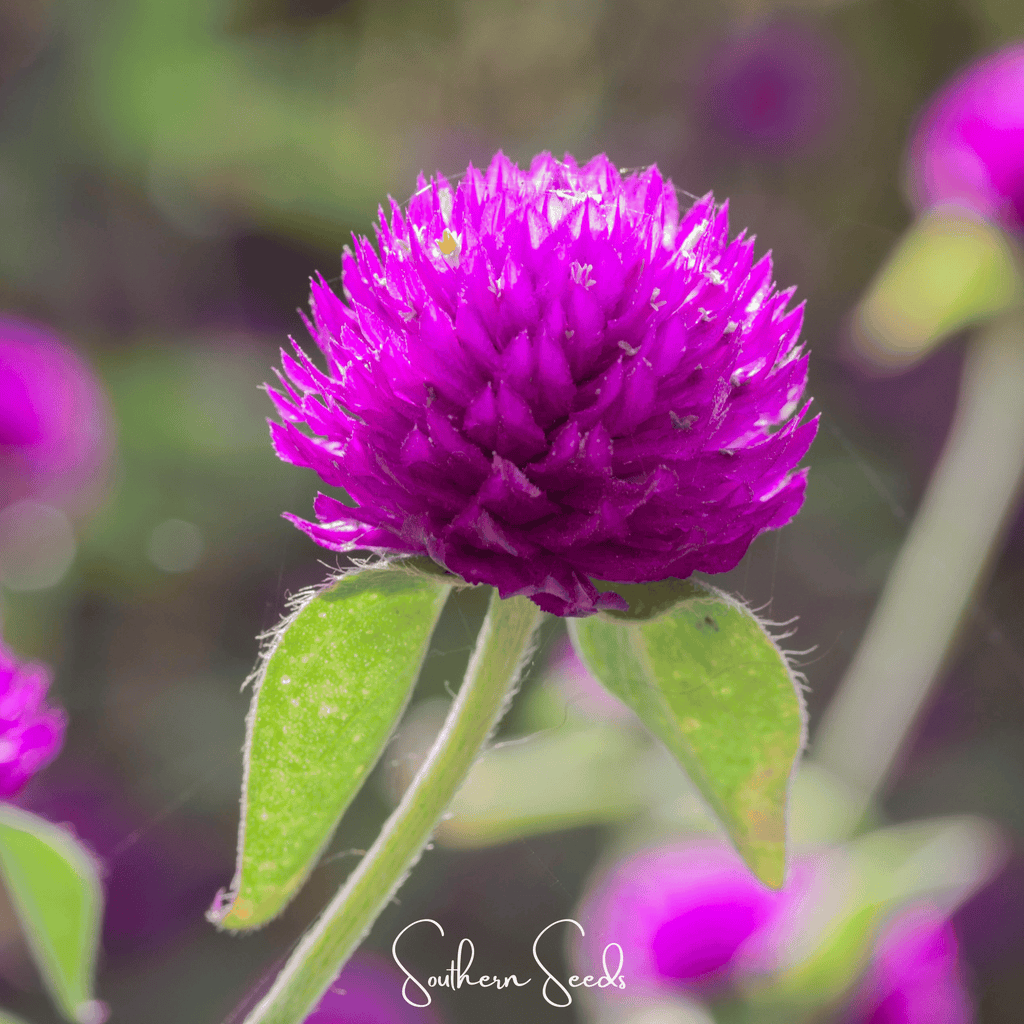 Purple Globosa Gomphrena – 50 Seeds Southern Seeds