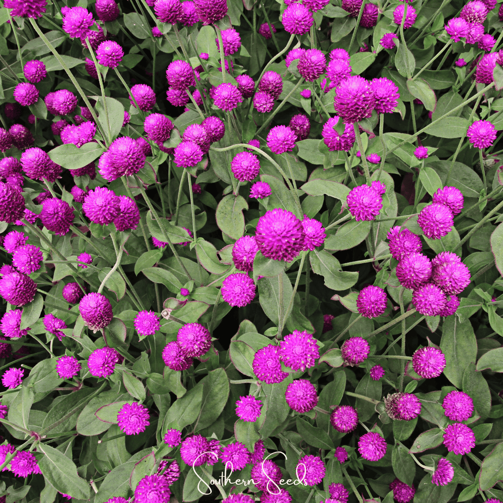 Purple Globosa Gomphrena – 50 Seeds Southern Seeds
