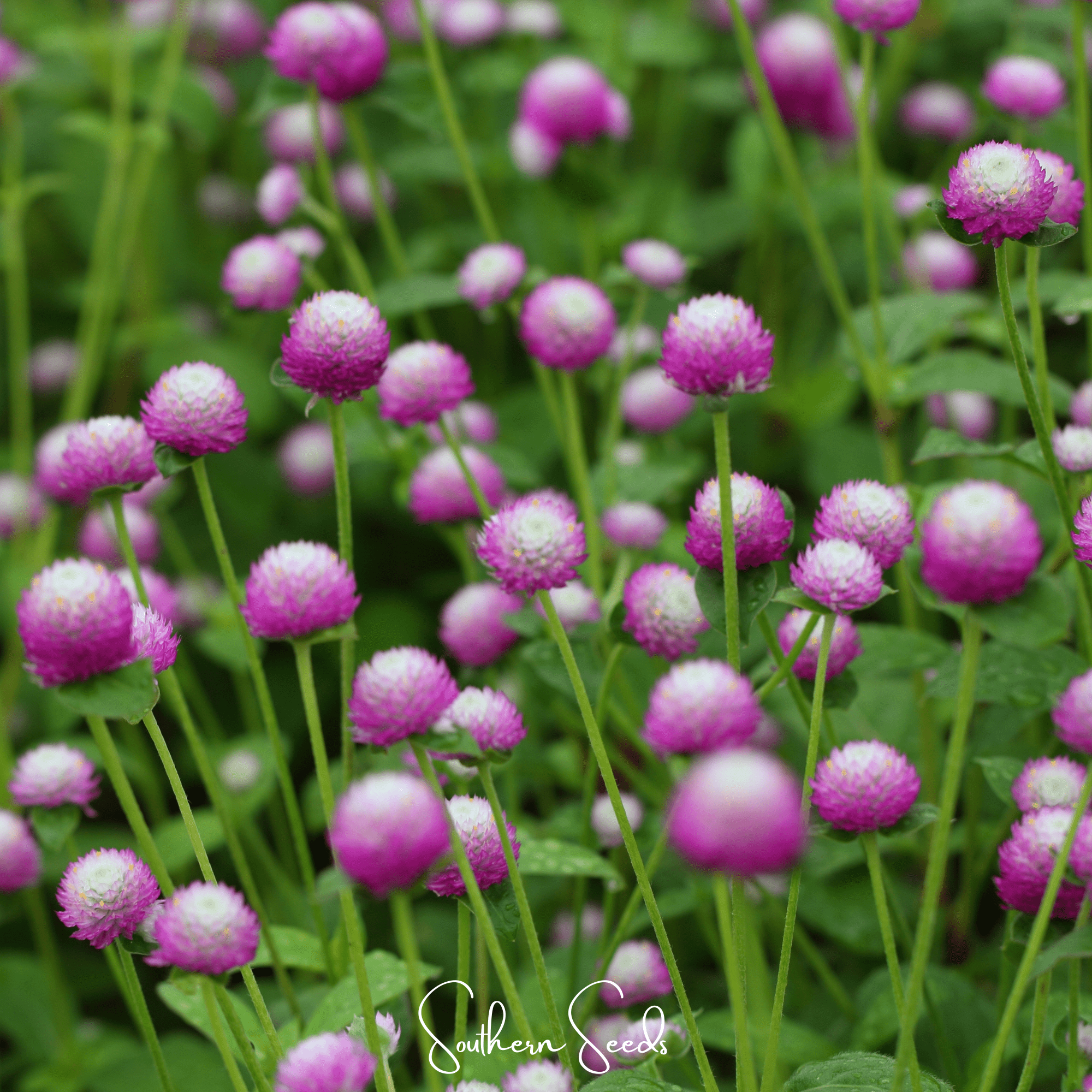 Rose Globosa Gomphrena – 50 Seeds Southern Seeds