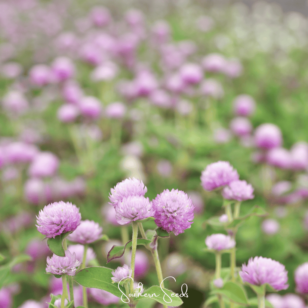 Rose Globosa Gomphrena – 50 Seeds Southern Seeds