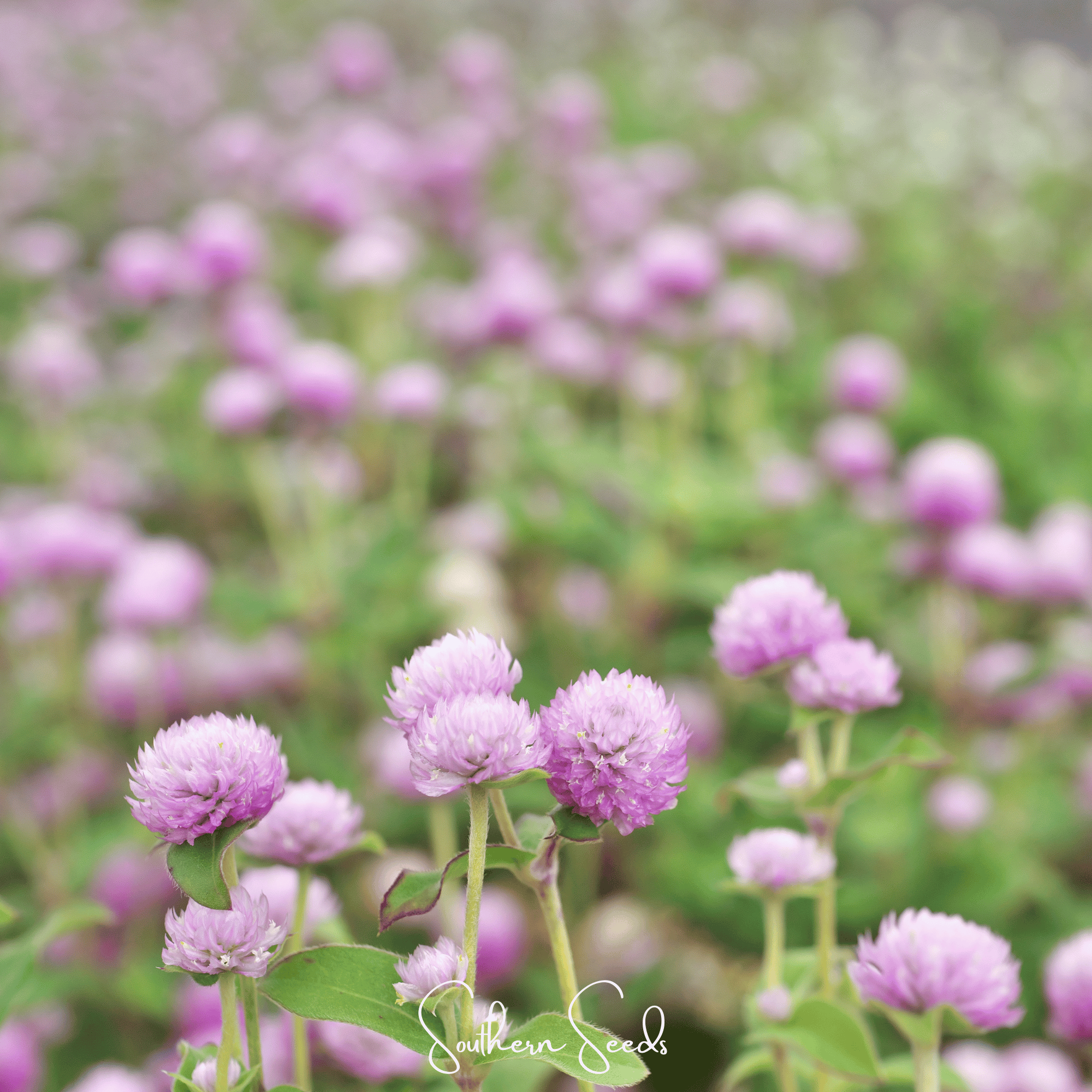 Rose Globosa Gomphrena – 50 Seeds Southern Seeds