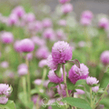 Rose Globosa Gomphrena – 50 Seeds Southern Seeds