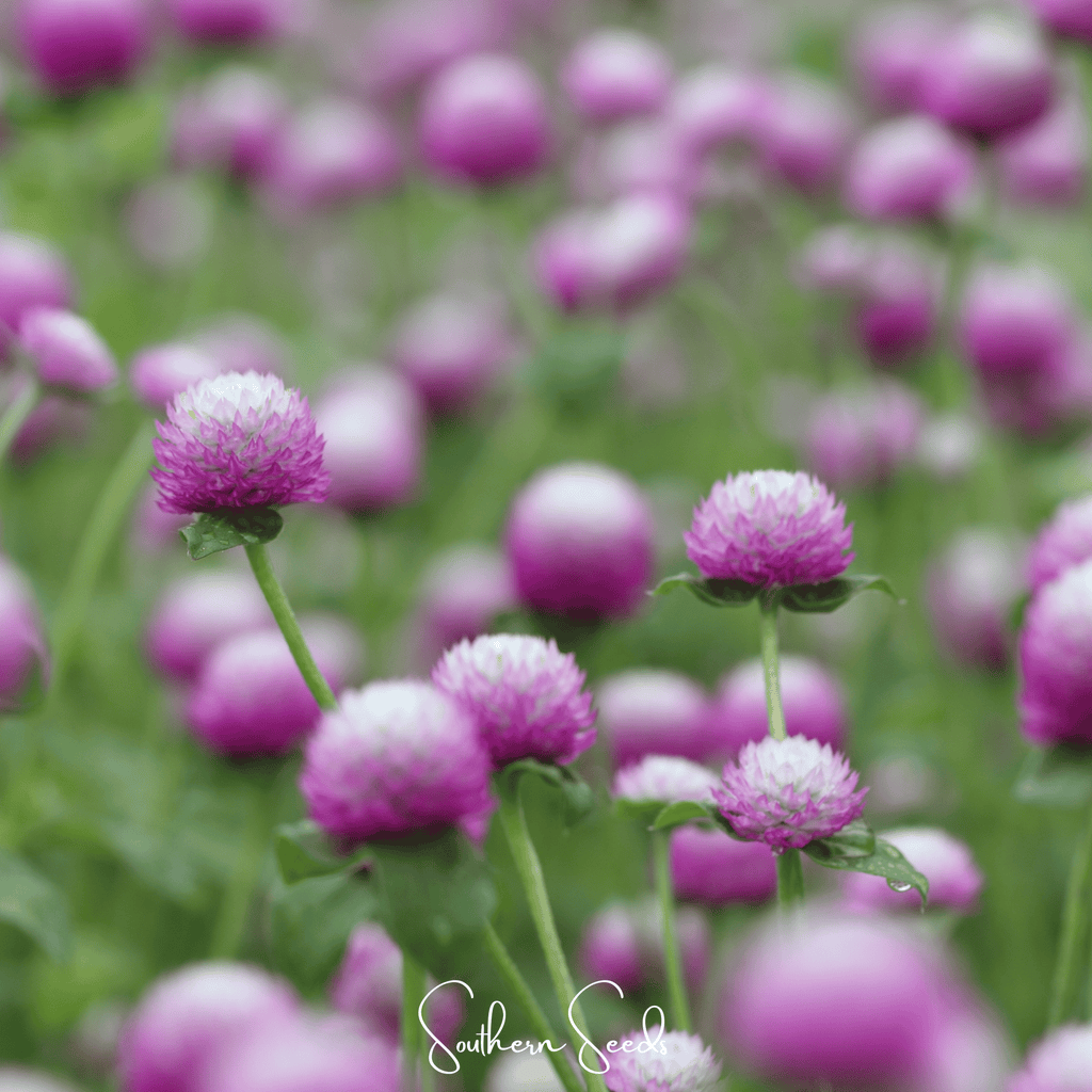 Rose Globosa Gomphrena – 50 Seeds Southern Seeds