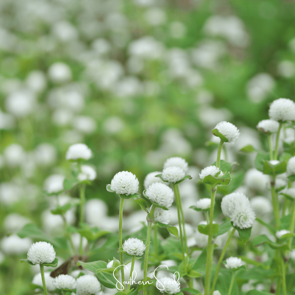 White Globosa Gomphrena – 50 Seeds Southern Seeds
