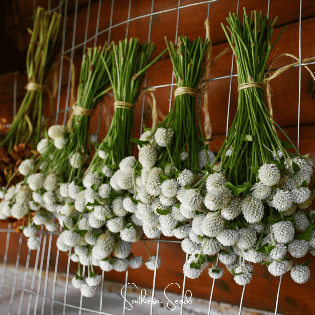 White Globosa Gomphrena – 50 Seeds Southern Seeds