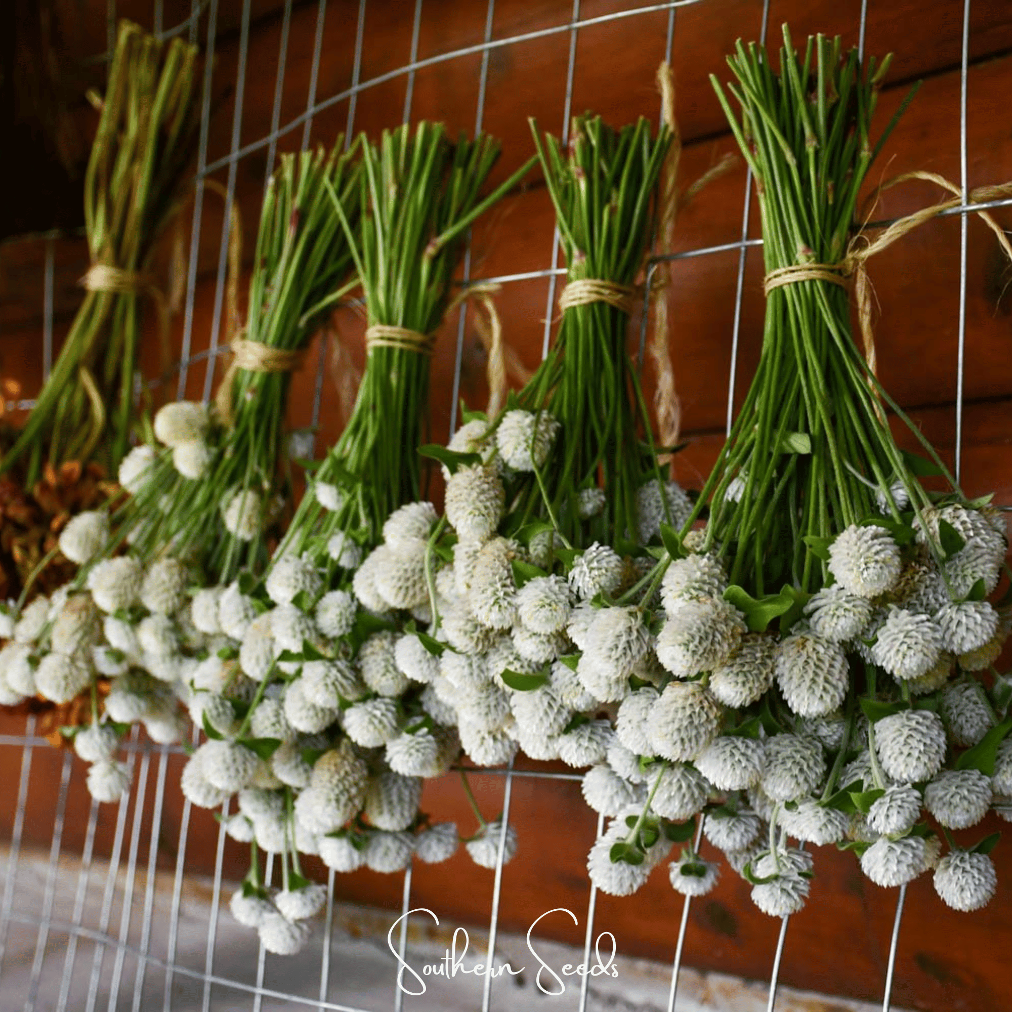 White Globosa Gomphrena – 50 Seeds Southern Seeds