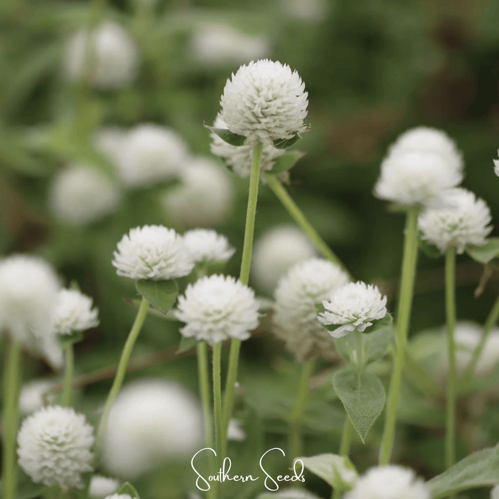 White Globosa Gomphrena – 50 Seeds Southern Seeds