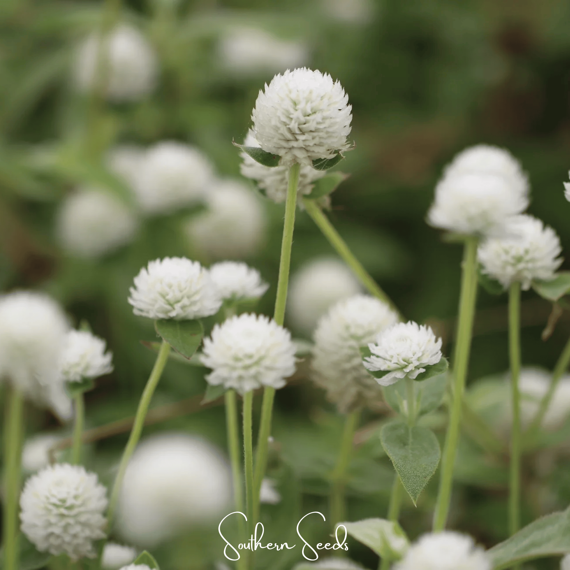 White Globosa Gomphrena – 50 Seeds Southern Seeds