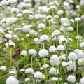 White Globosa Gomphrena – 50 Seeds Southern Seeds
