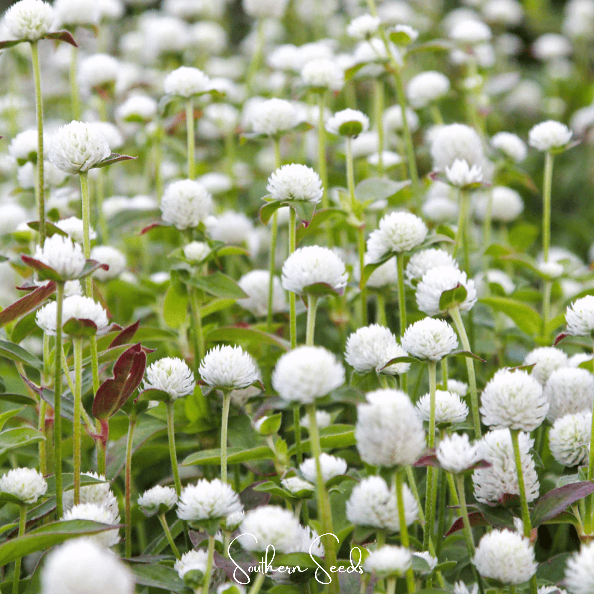 White Globosa Gomphrena – 50 Seeds Southern Seeds