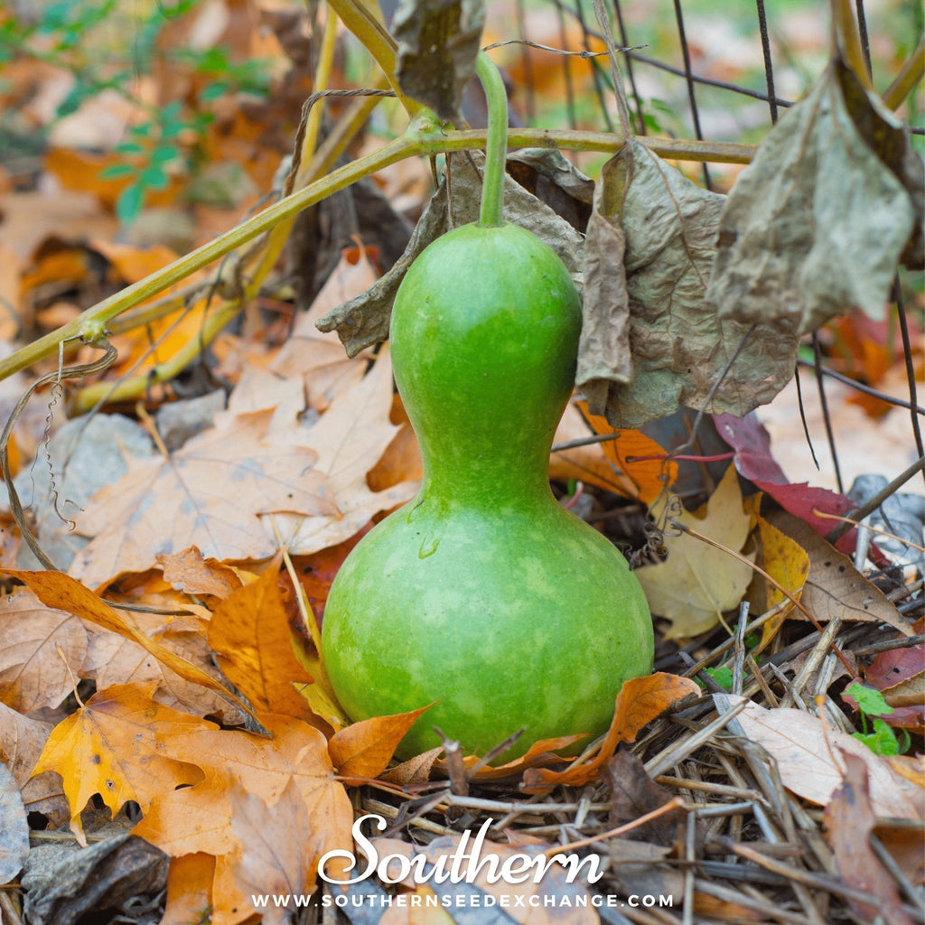 Birdhouse Bottle Gourd – 15 Seeds Southern Seeds
