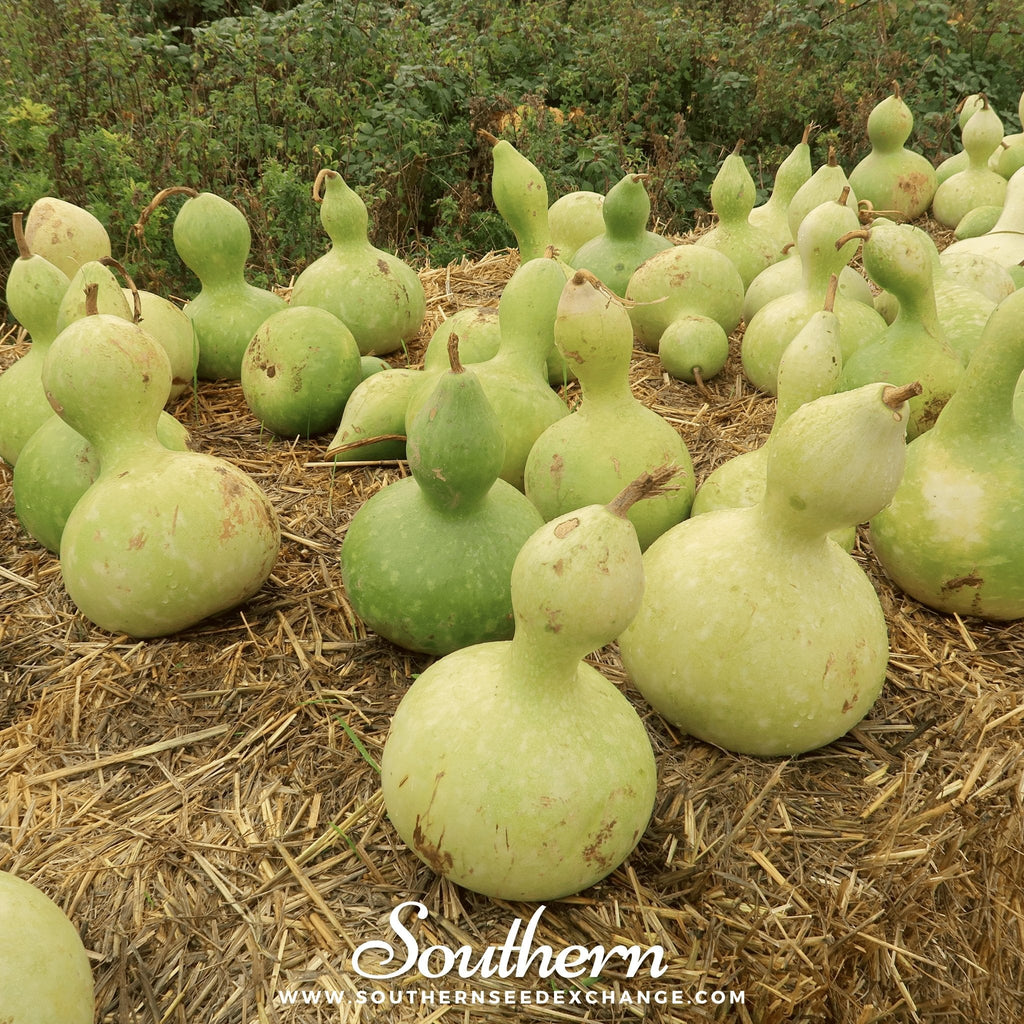 Birdhouse Bottle Gourd – 15 Seeds Southern Seeds