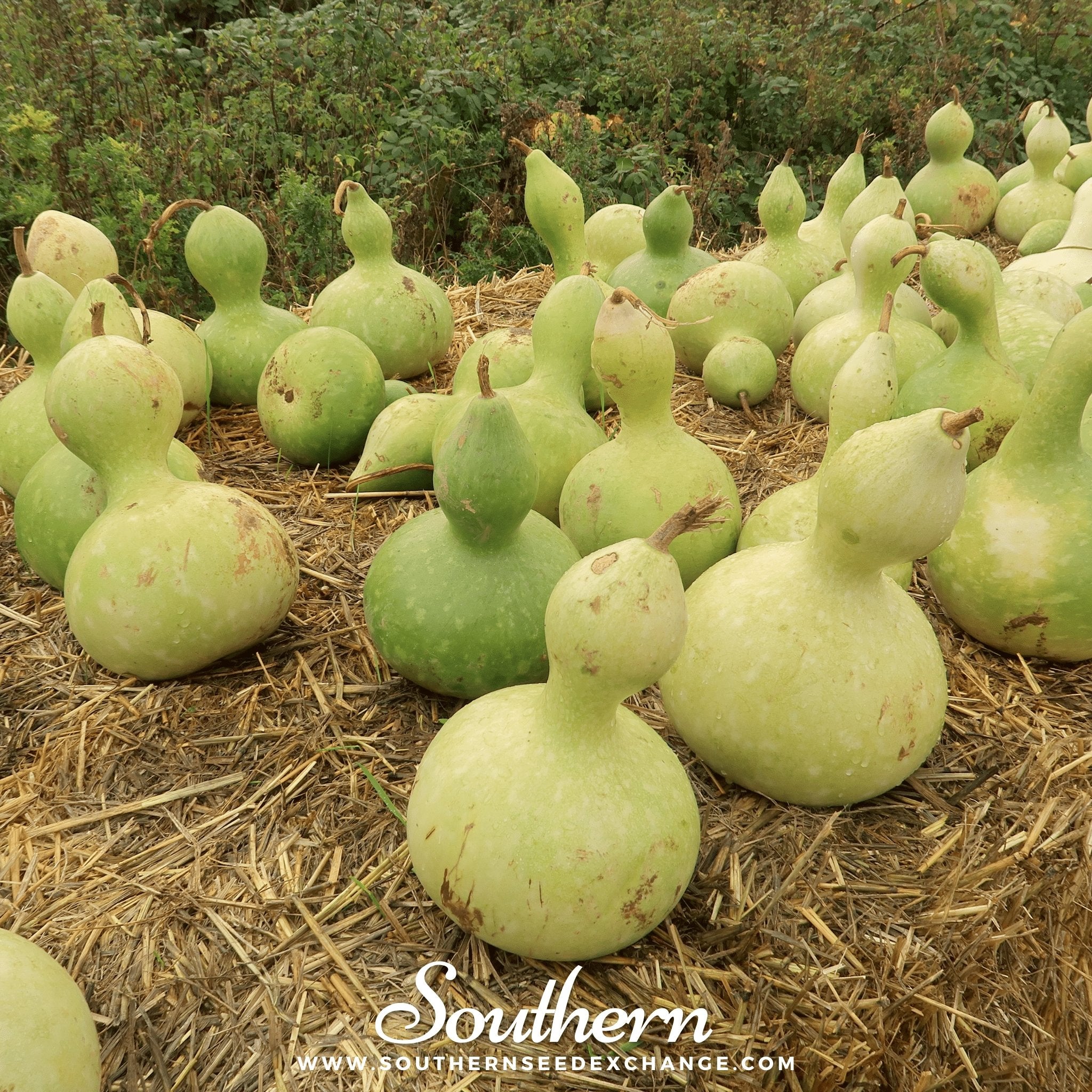 Birdhouse Bottle Gourd – 15 Seeds Southern Seeds