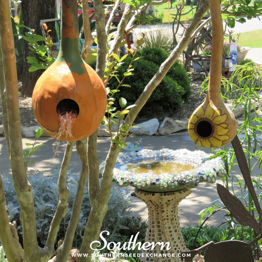 Birdhouse Bottle Gourd – 15 Seeds Southern Seeds
