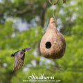 Birdhouse Bottle Gourd – 15 Seeds Southern Seeds