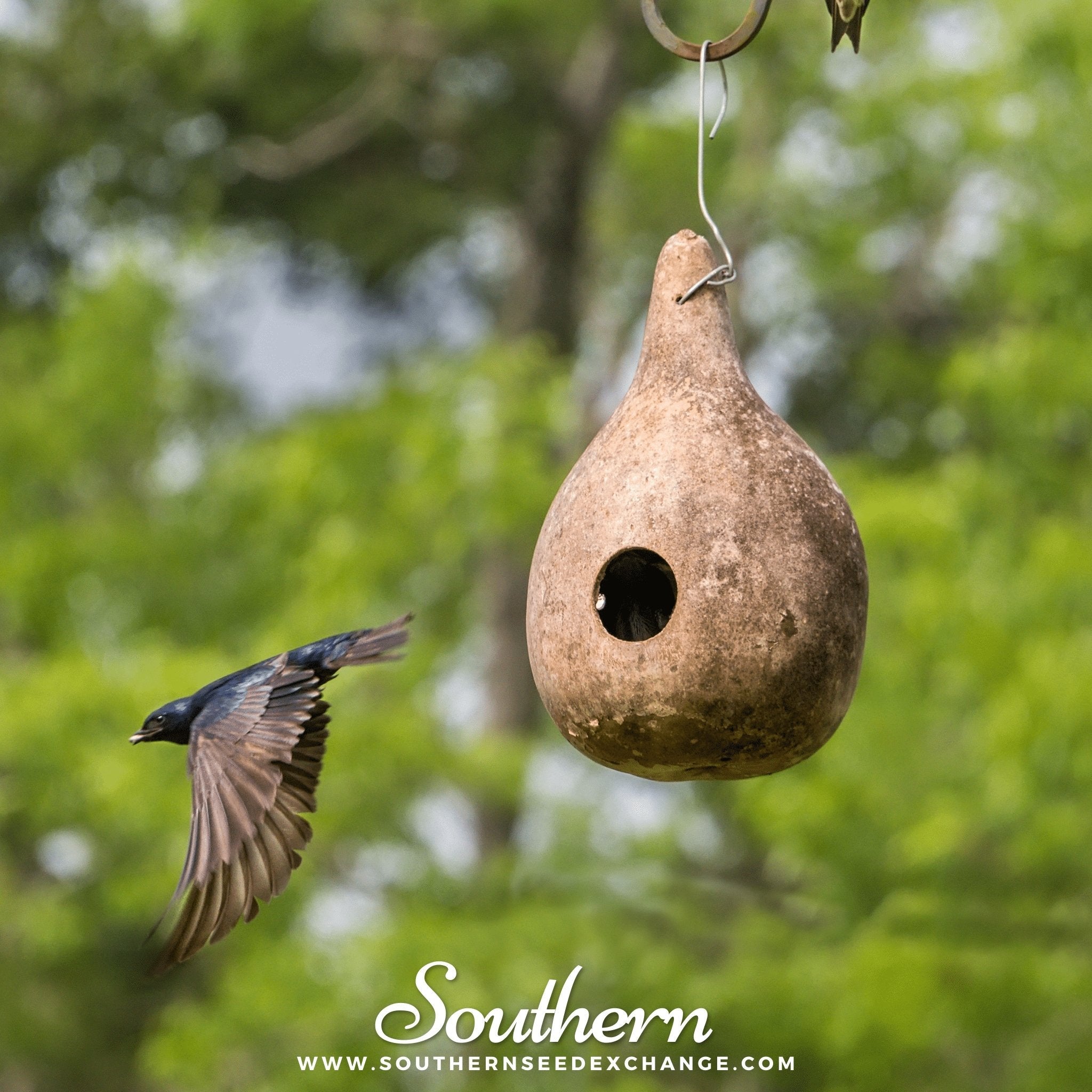 Birdhouse Bottle Gourd – 15 Seeds Southern Seeds