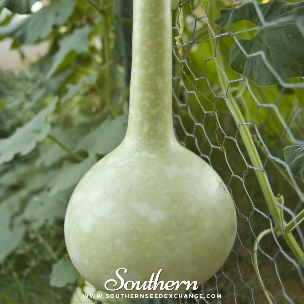 Dipper Gourd – 15 Seeds Southern Seeds