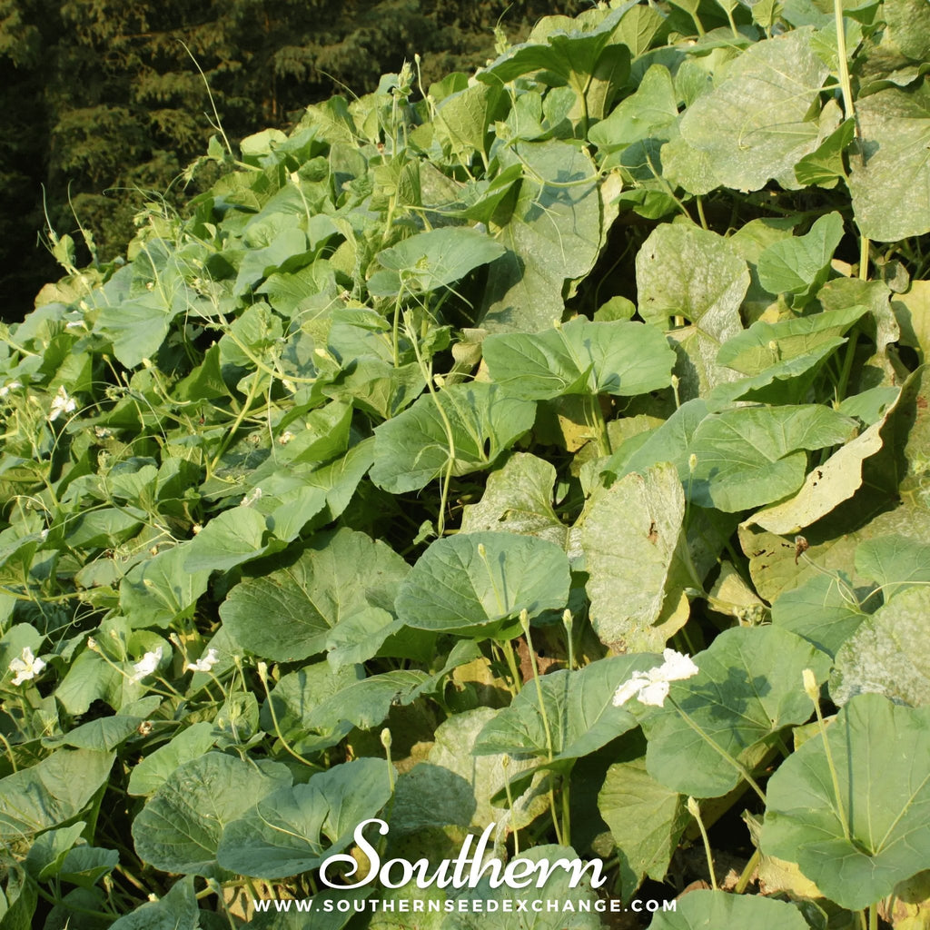 Dipper Gourd – 15 Seeds Southern Seeds
