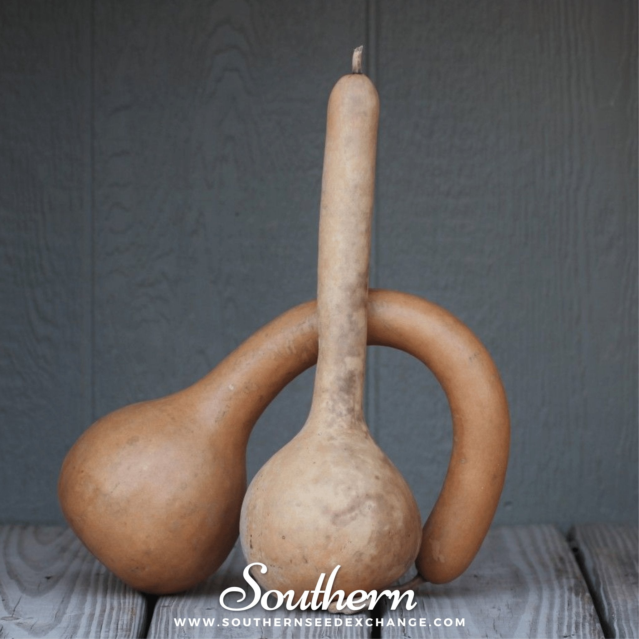 Dipper Gourd – 15 Seeds Southern Seeds
