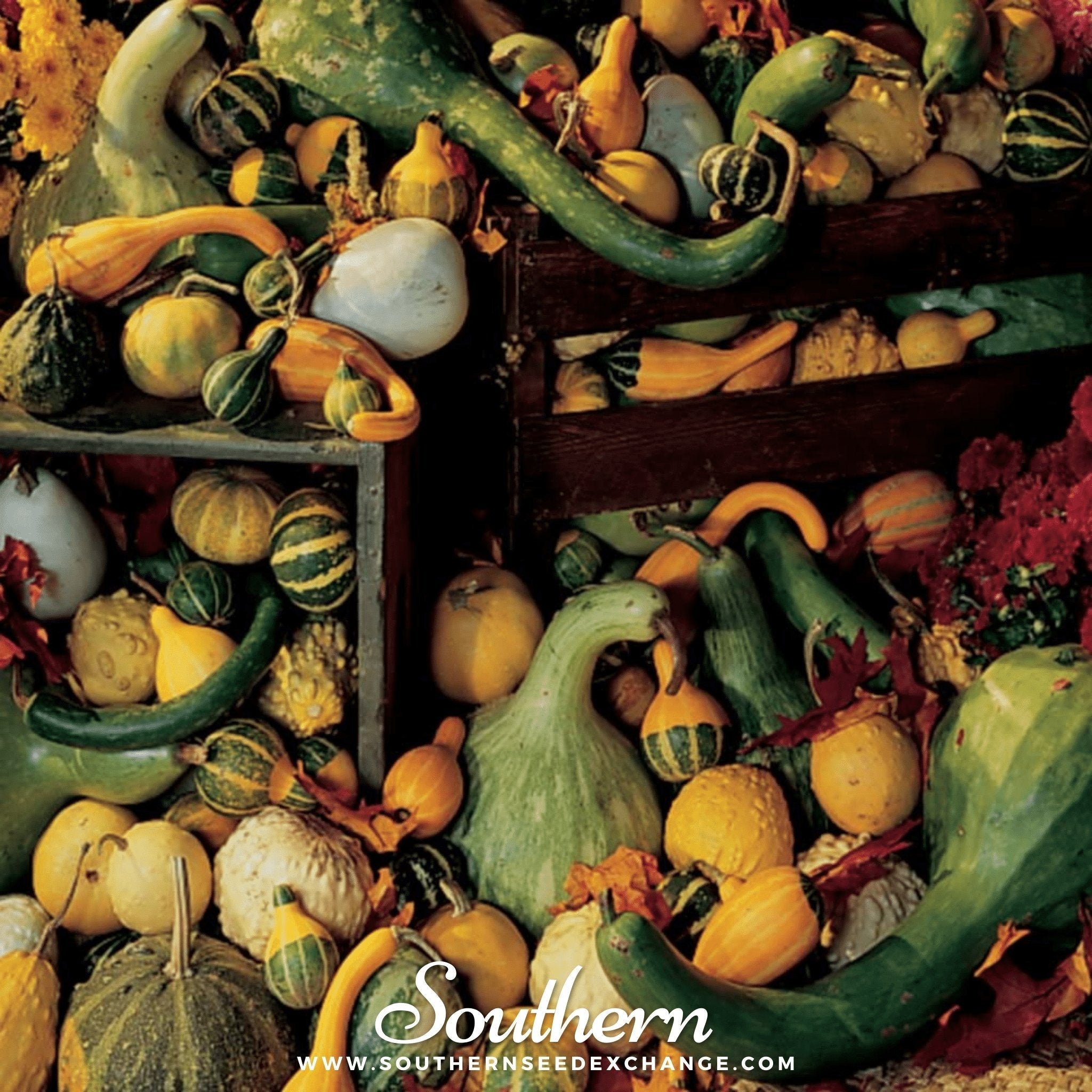 Large & Small Mix Gourds – 20 Seeds Southern Seeds