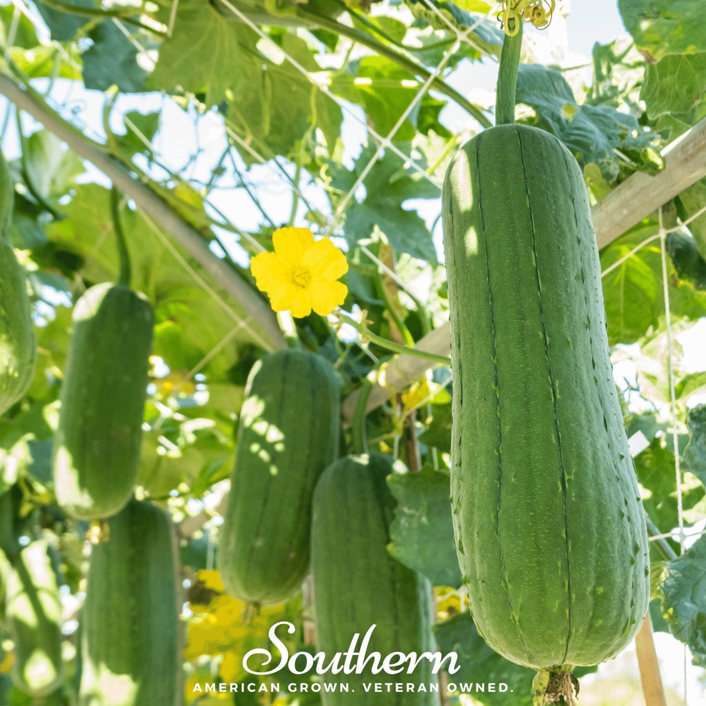 Luffa Gourd – 20 Seeds Southern Seeds