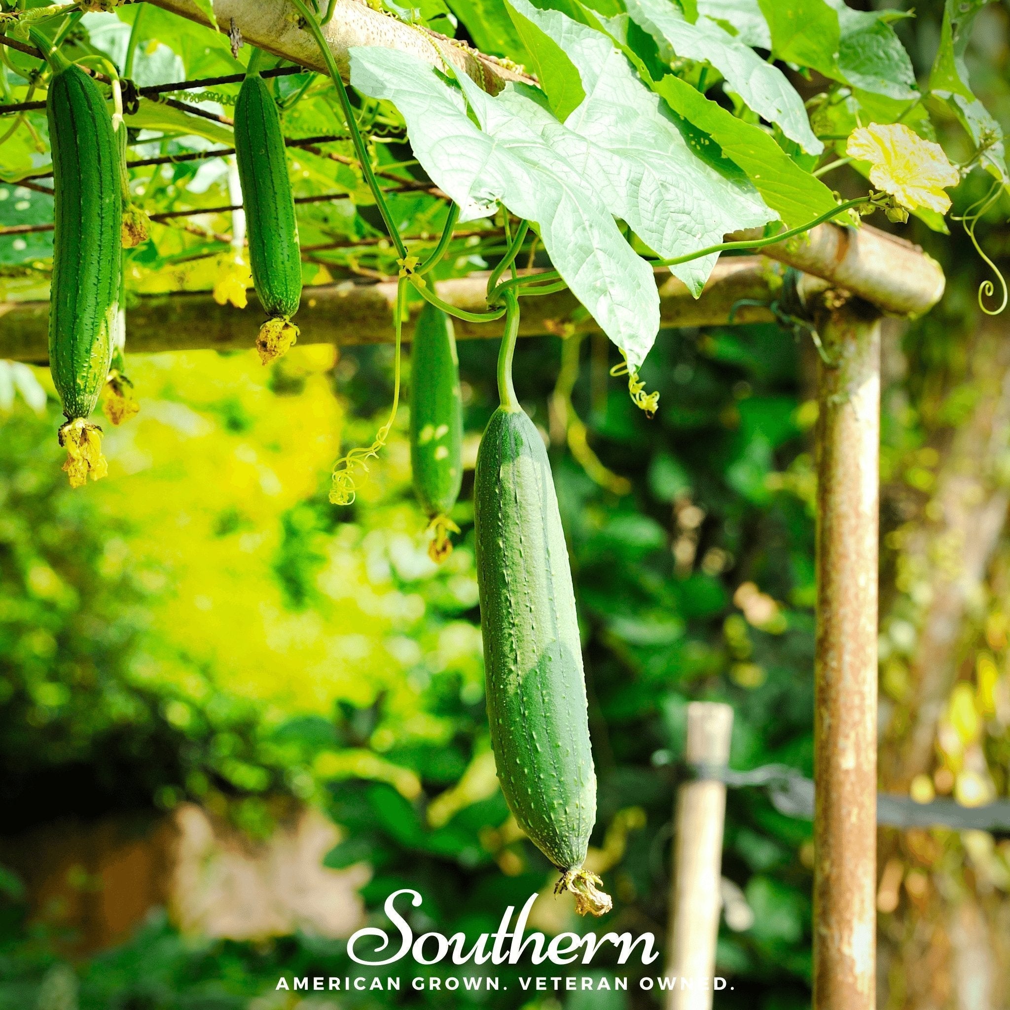 Luffa Gourd – 20 Seeds Southern Seeds