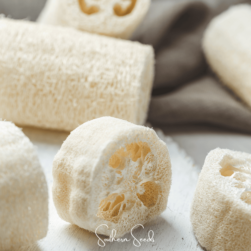 Luffa Gourd – 20 Seeds Southern Seeds