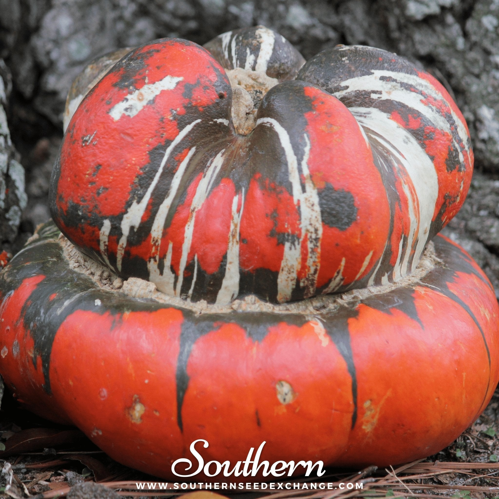 Turks Turban Gourd – 10 Seeds Southern Seeds