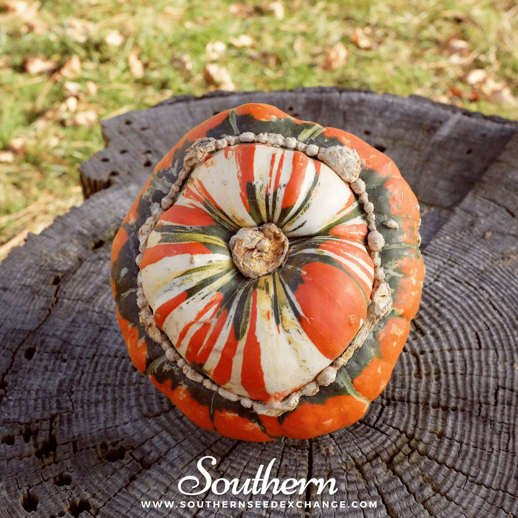 Turks Turban Gourd – 10 Seeds Southern Seeds