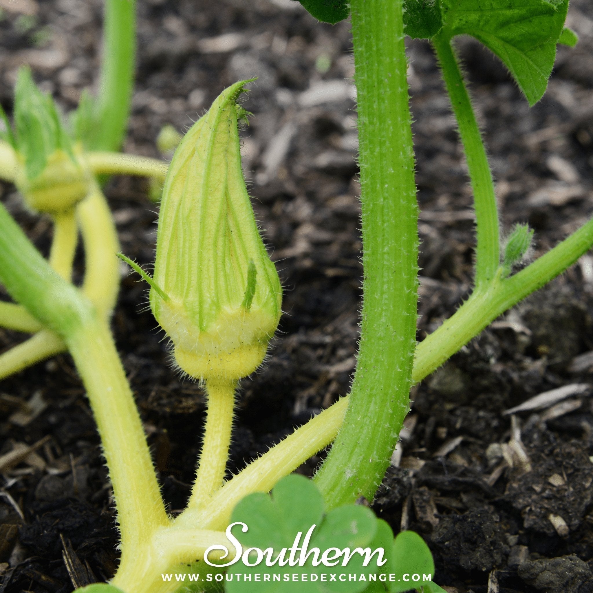 Turks Turban Gourd – 10 Seeds Southern Seeds