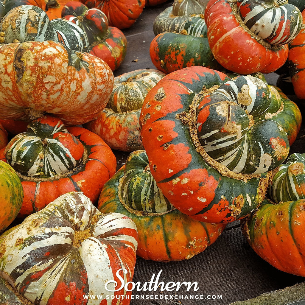 Turks Turban Gourd – 10 Seeds Southern Seeds