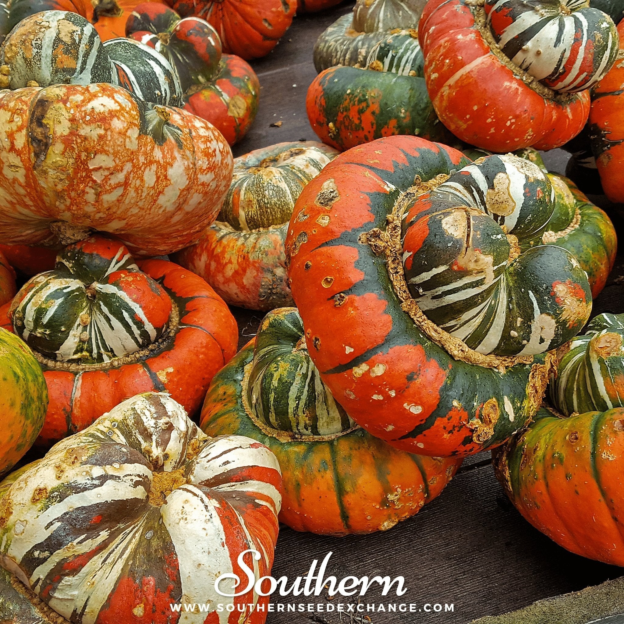 Turks Turban Gourd – 10 Seeds Southern Seeds