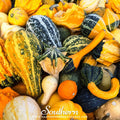Large Gourd Mix – 20 Seeds Southern Seeds