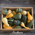 Small Gourd Mix – 20 Seeds Southern Seeds
