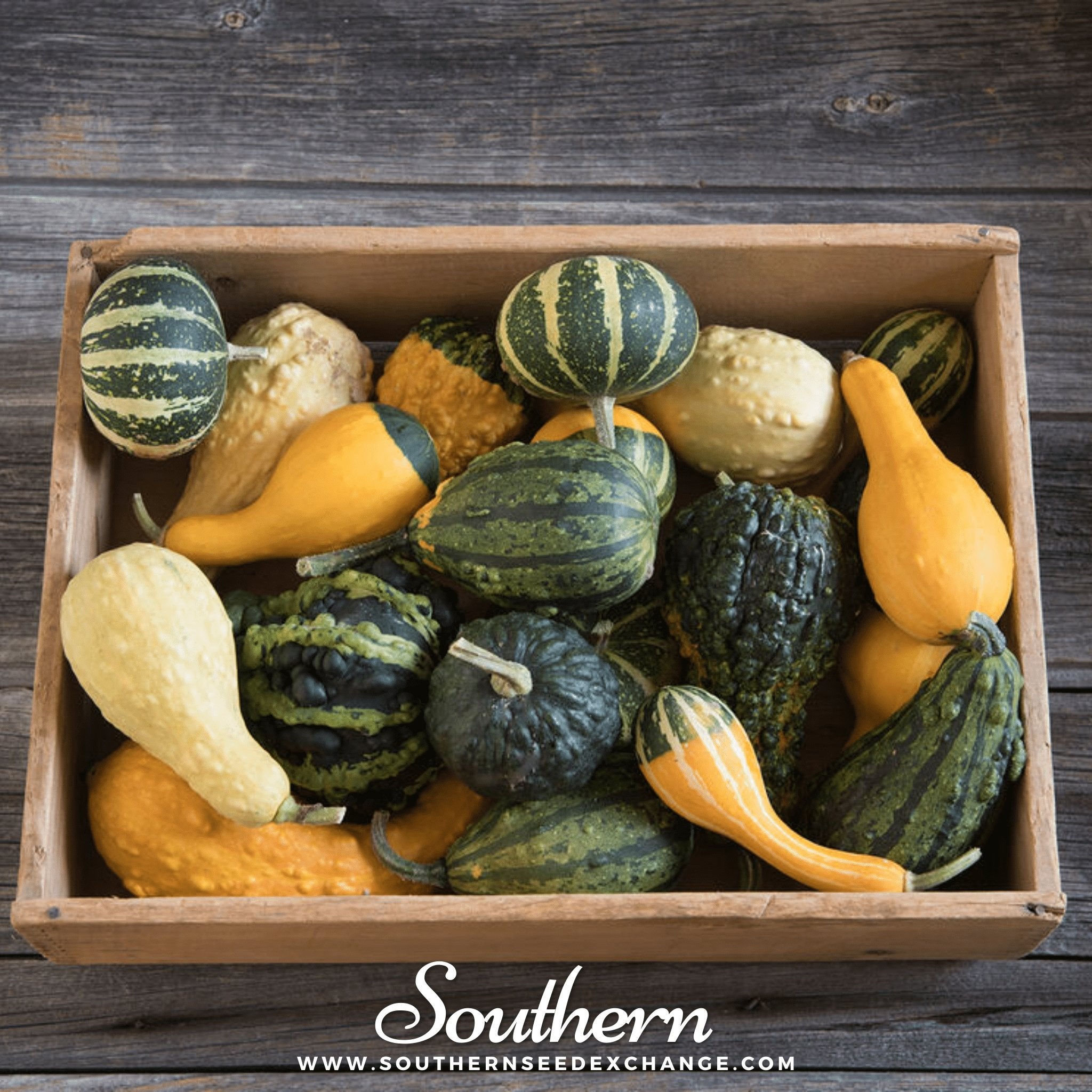 Small Gourd Mix – 20 Seeds Southern Seeds